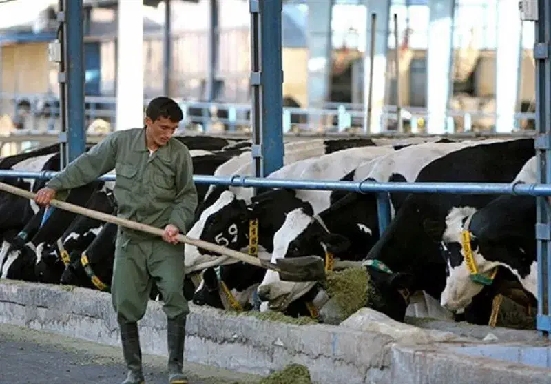 استخدام نیروی ساده یا نیمه‌ماهر در گاوداری|استخدام سرایداری و نظافت|خرمدره, |دیوار