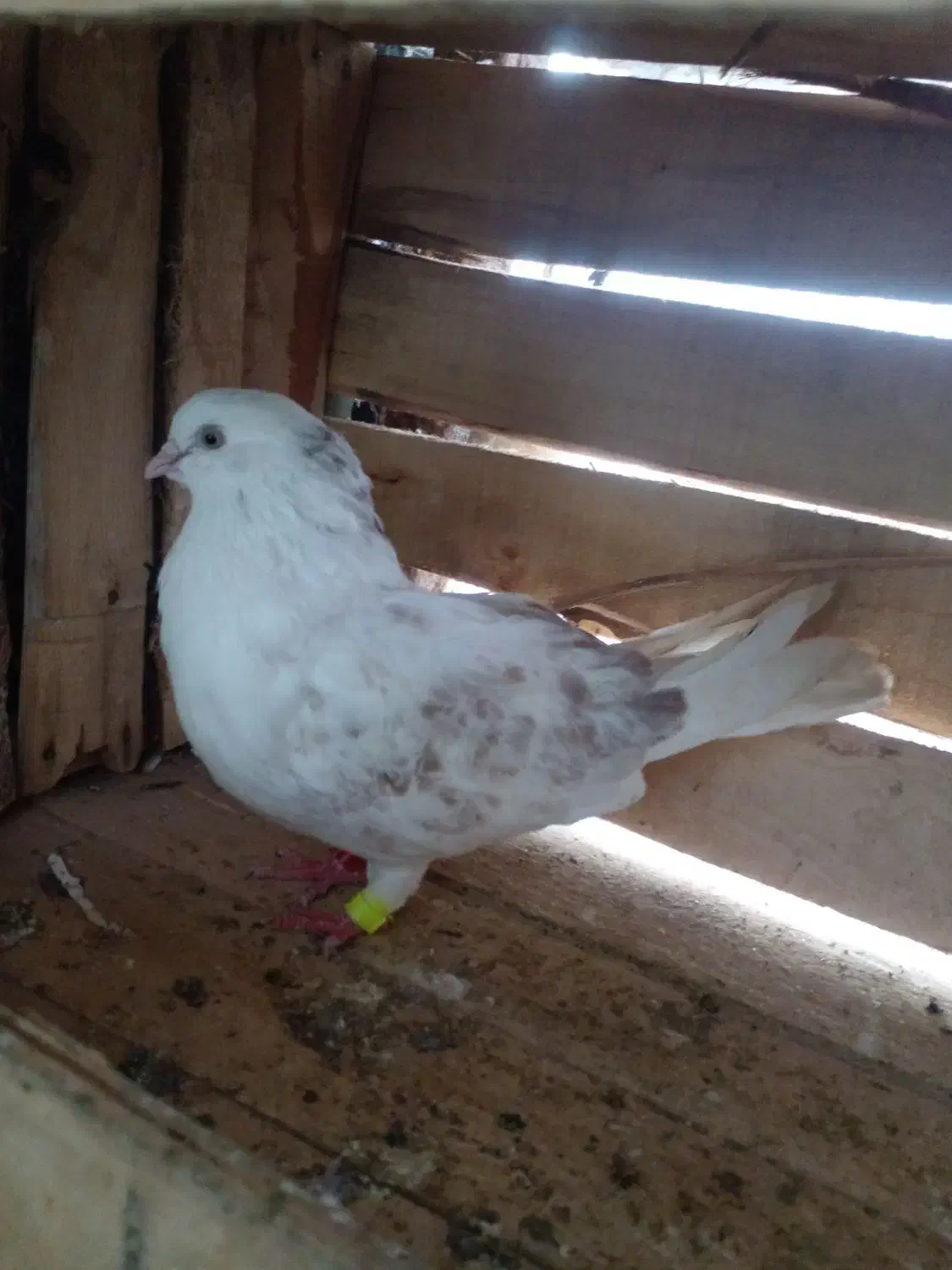 خرید فروش کبوتر و۰۰۰|پرنده|آستانه اشرفیه, |دیوار