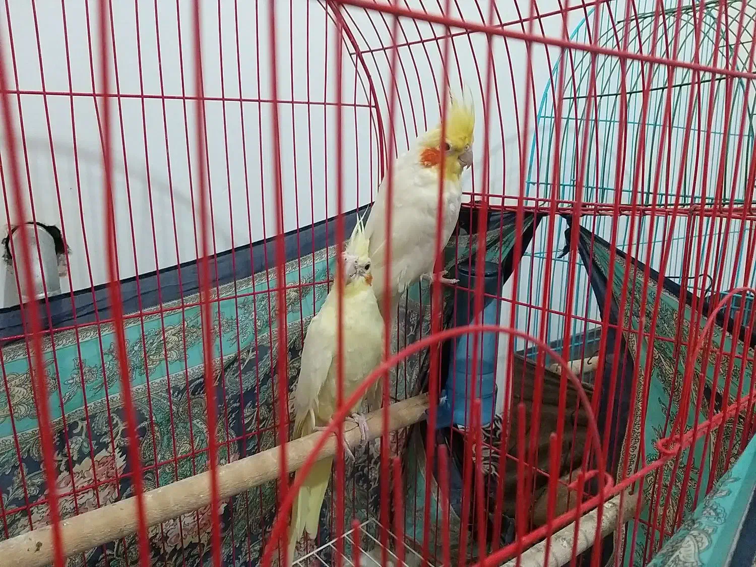 عروس هلندی جفت سرحال سلام|پرنده|سلماس, |دیوار