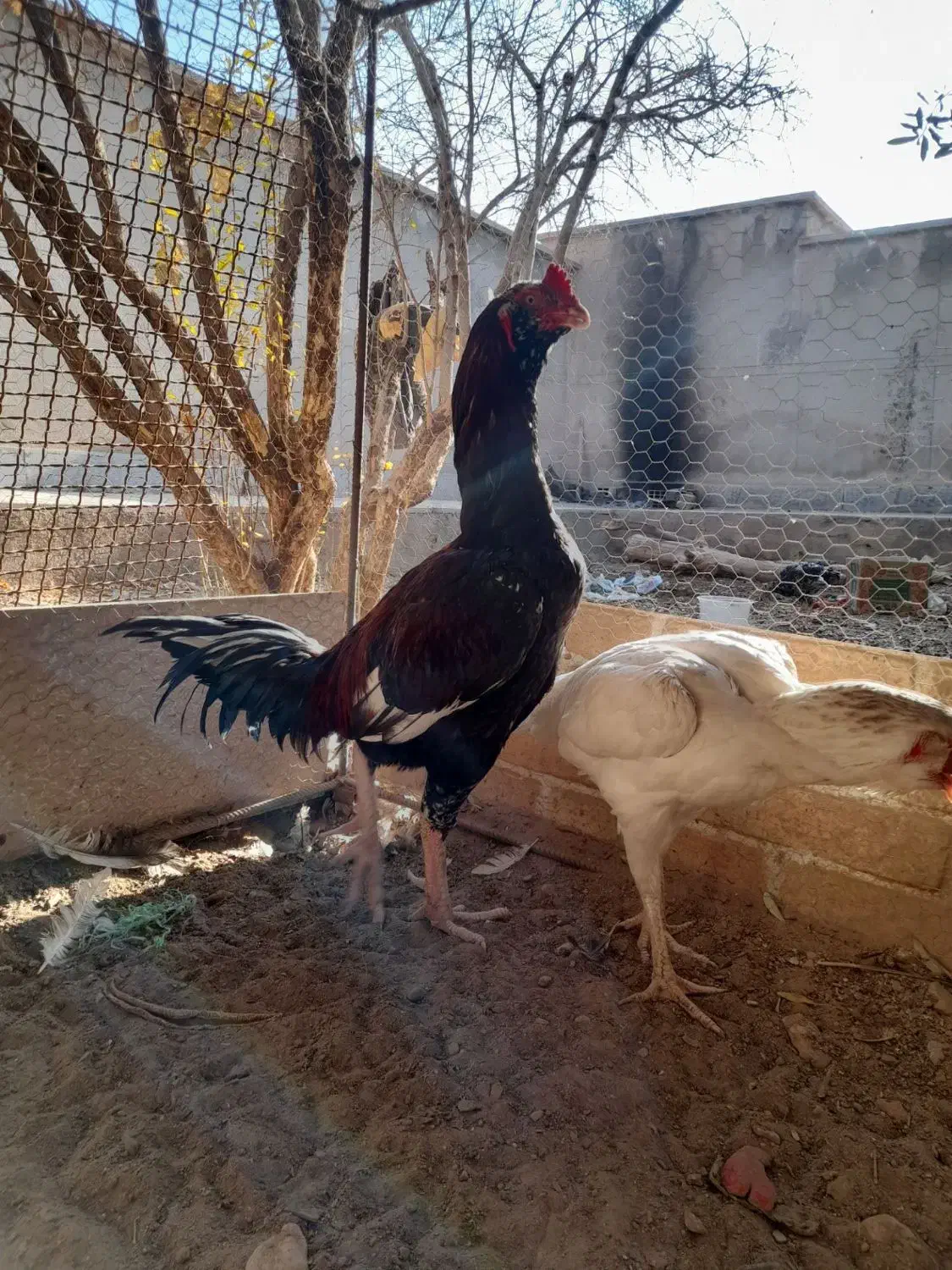 خروس و مرغ لاری|حیوانات مزرعه|یزد, |دیوار