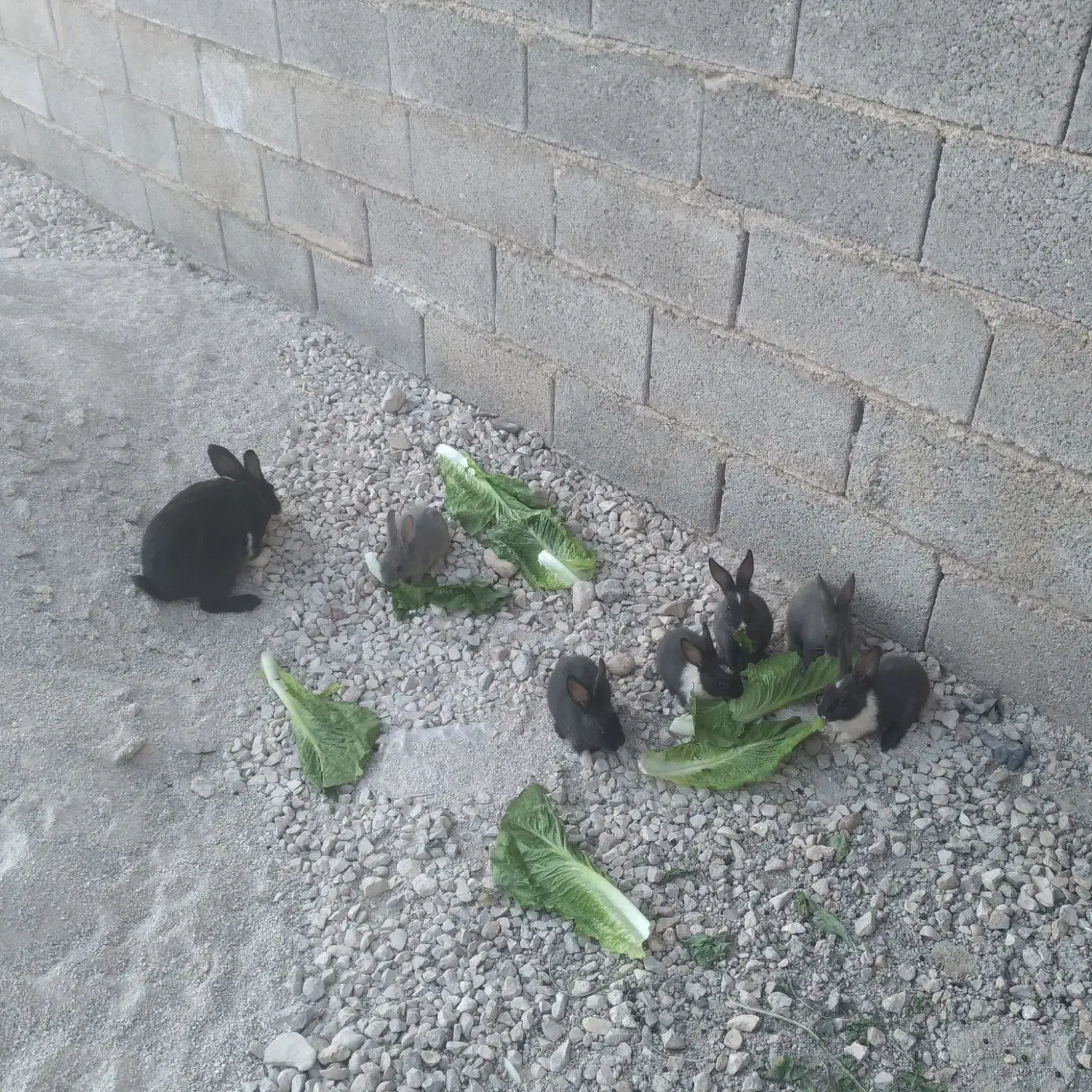 خرگوش|موش و خرگوش|امیدیه, |دیوار