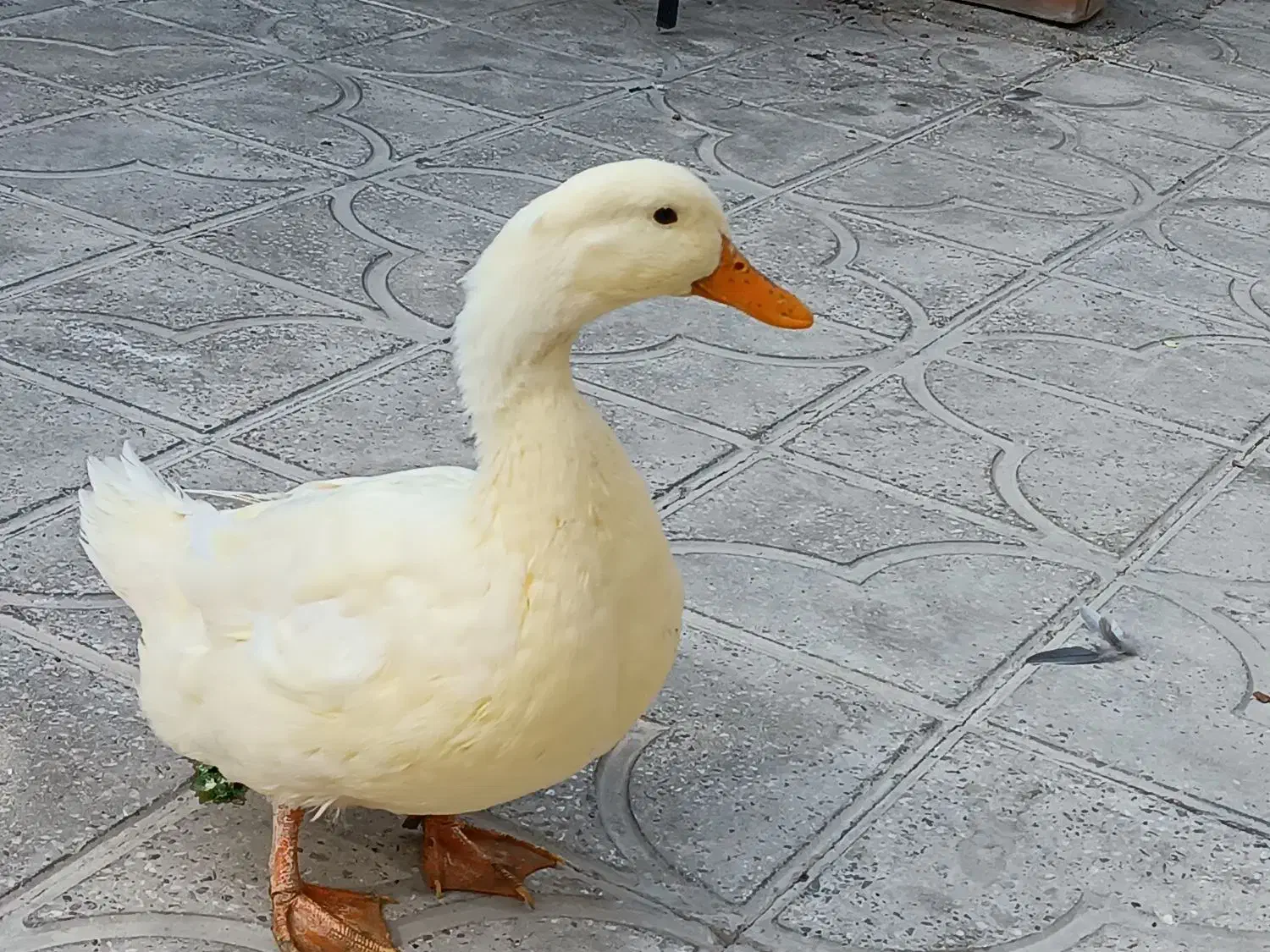 اردک|پرنده|مرودشت, ثبت احوال|دیوار