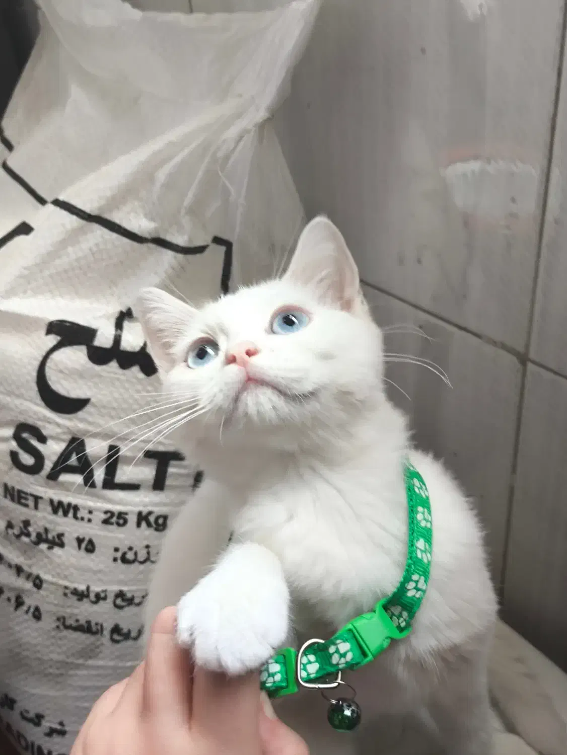 گربه سفید چشم آبی بریتیش شورت هیر|گربه|تهران, مینای شمالی (مخبر)|دیوار