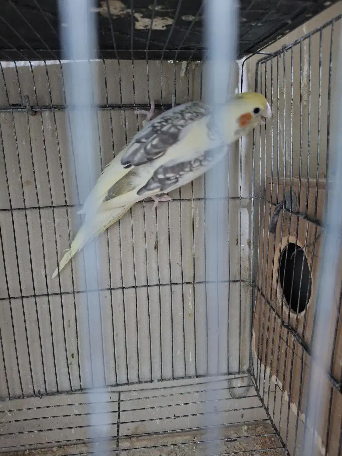 عروس هلندی بالغ نـر|پرنده|بندر کنگان, |دیوار