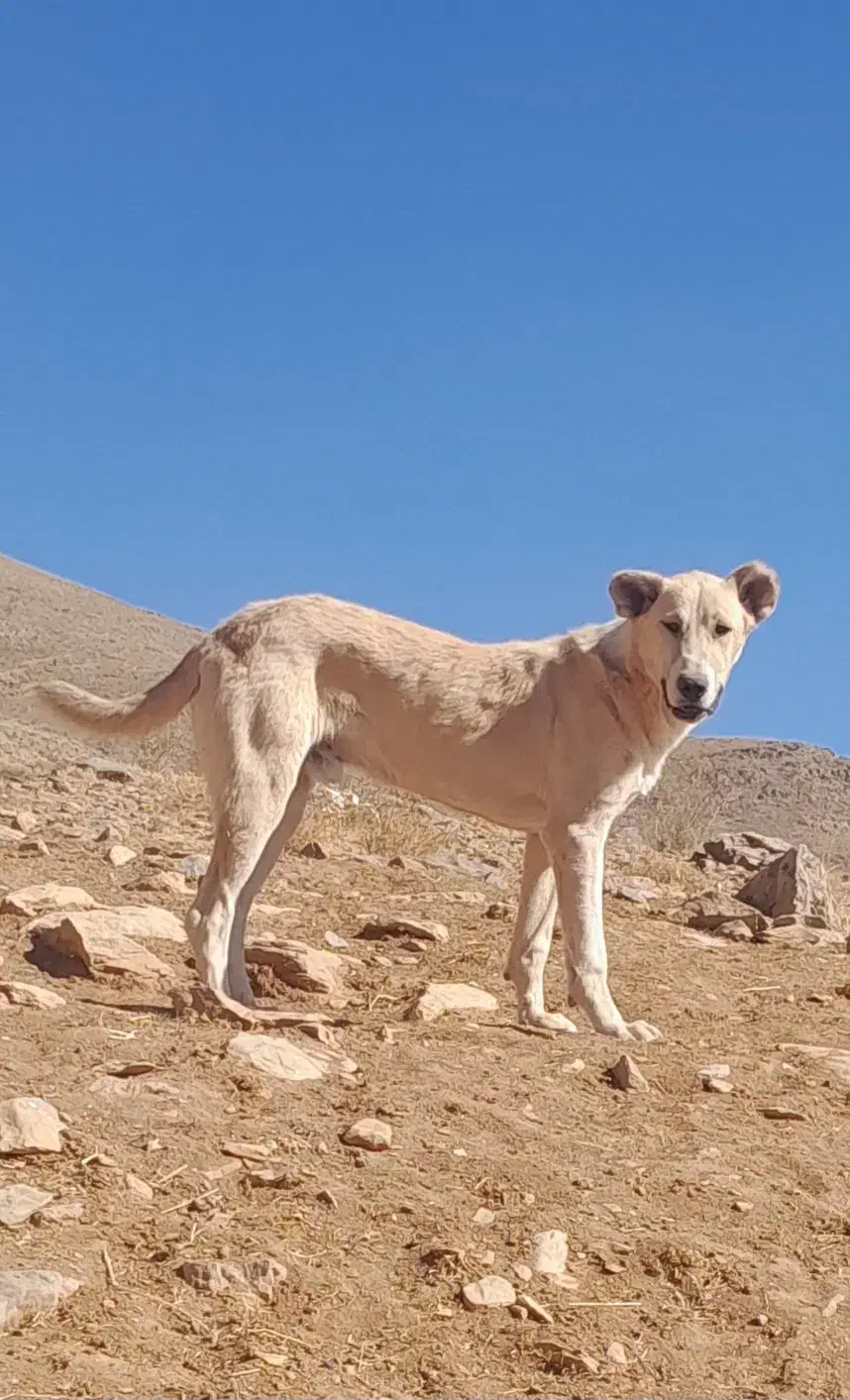 سگ ۹ ماهه سرابی گله ای وجونوری|سگ|شازند, |دیوار