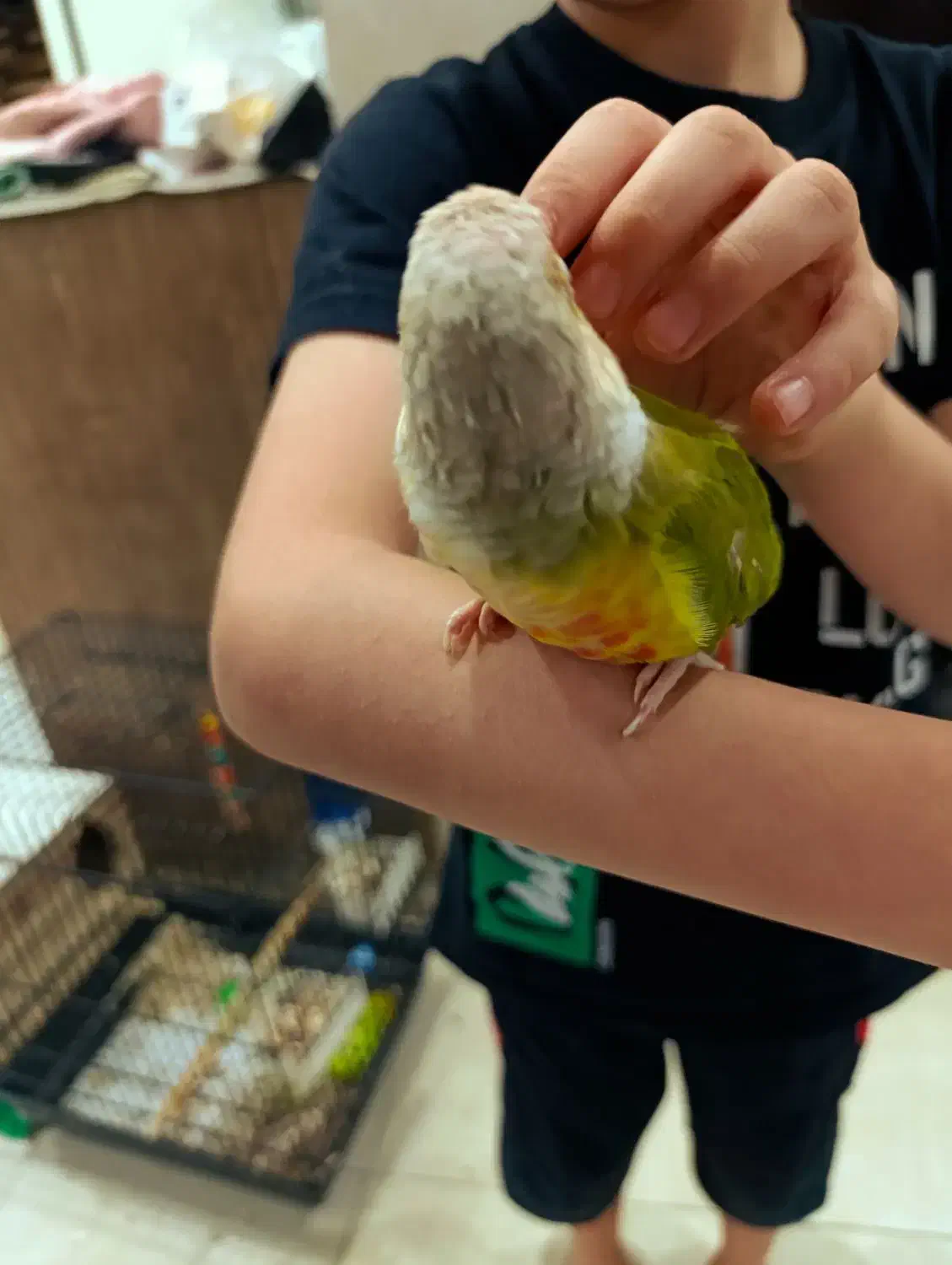 طوطی گیرینچیک|پرنده|تهران, دستغیب|دیوار