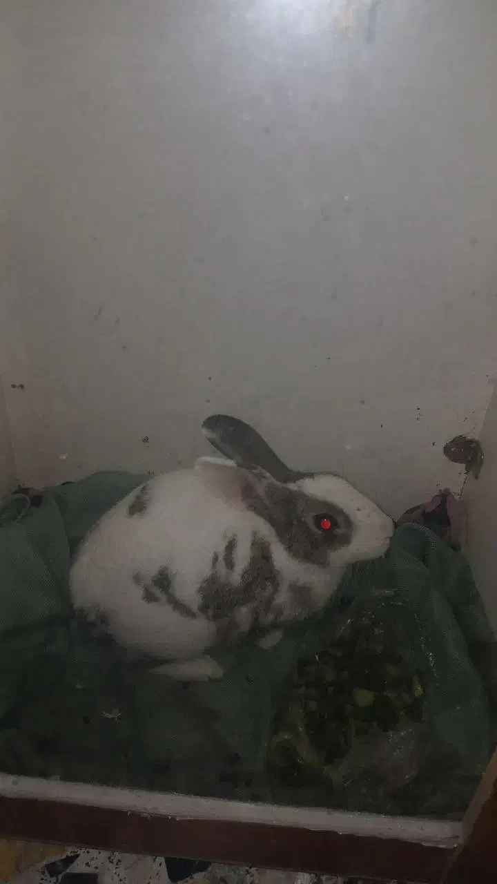 خرگوش|موش و خرگوش|رشت, آب و برق|دیوار