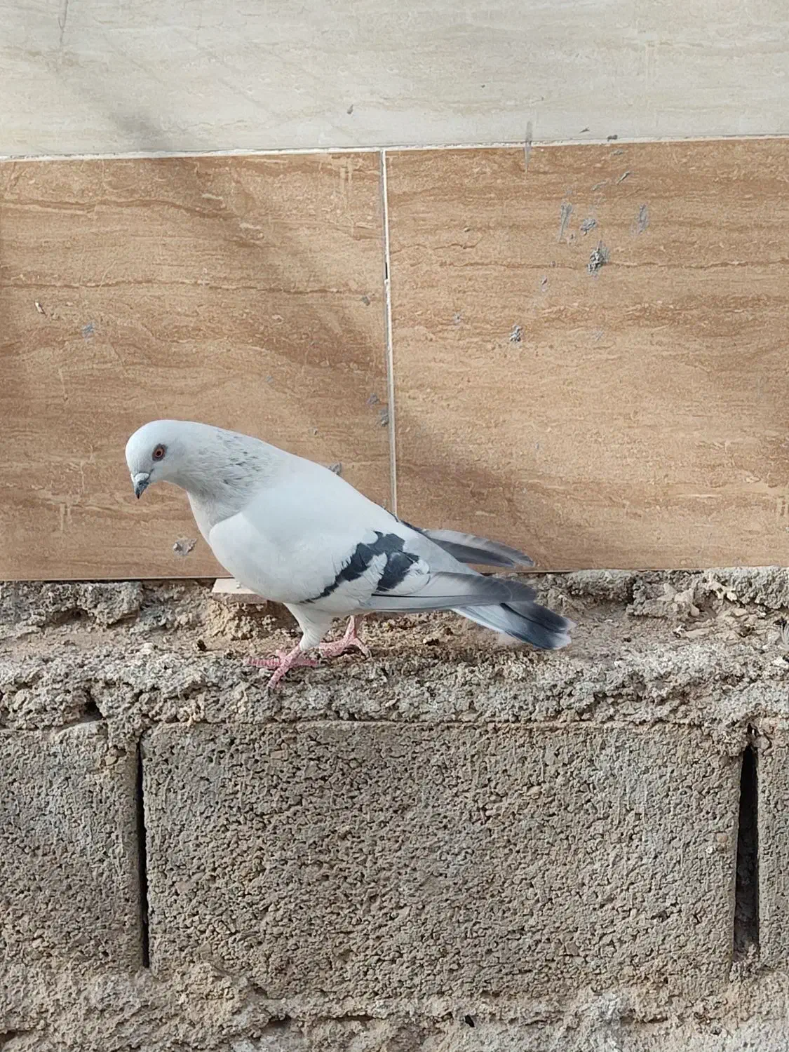 فروش شامی نر|پرنده|شیراز, درکی|دیوار