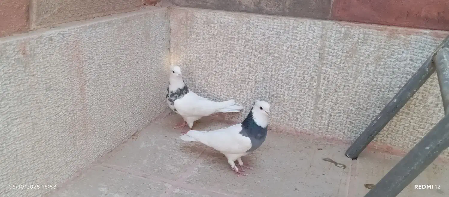 ۸ تا بهبونی|پرنده|شیراز, گچی|دیوار