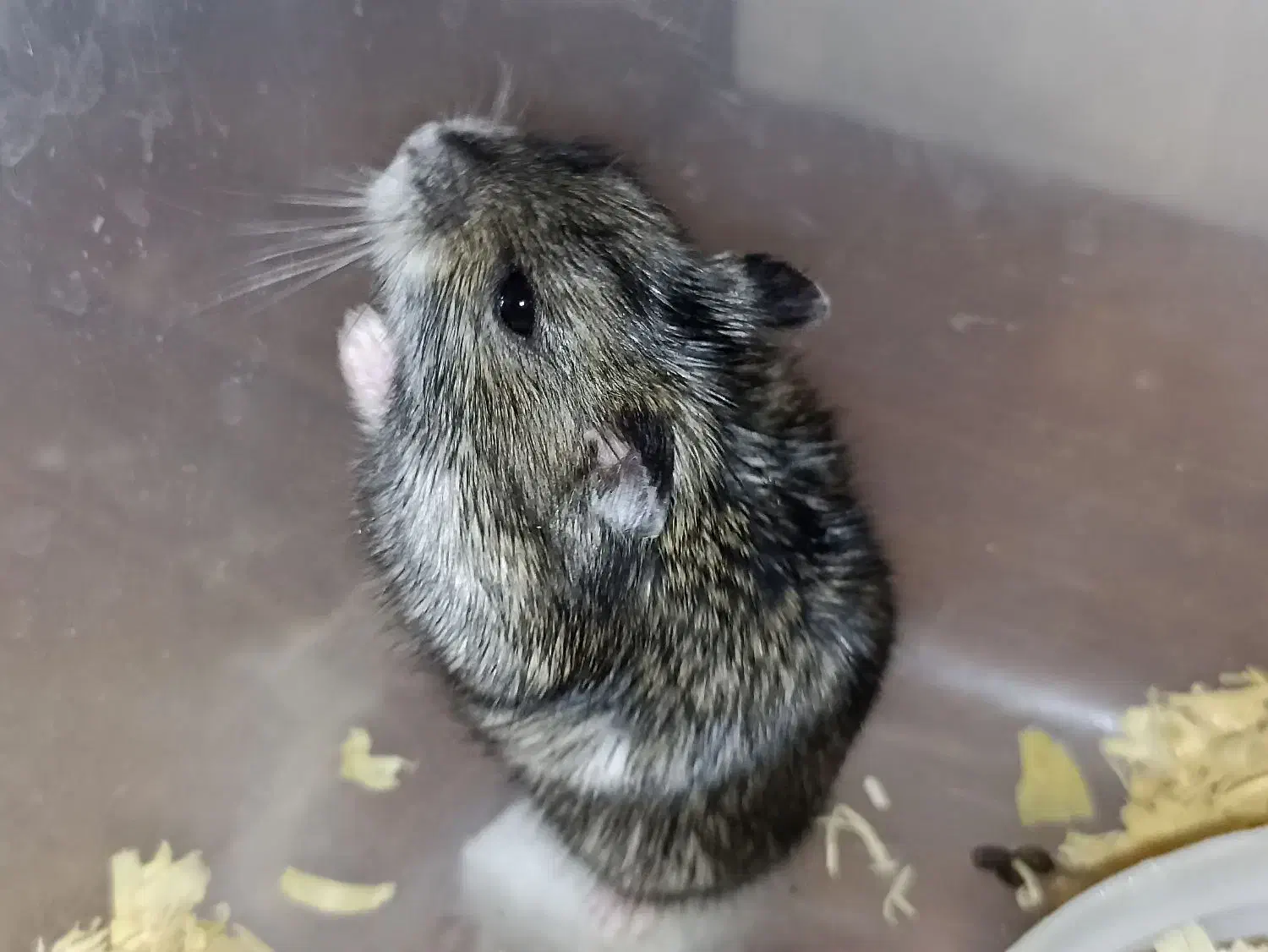 همستر|موش و خرگوش|قدس, شهرقدس|دیوار