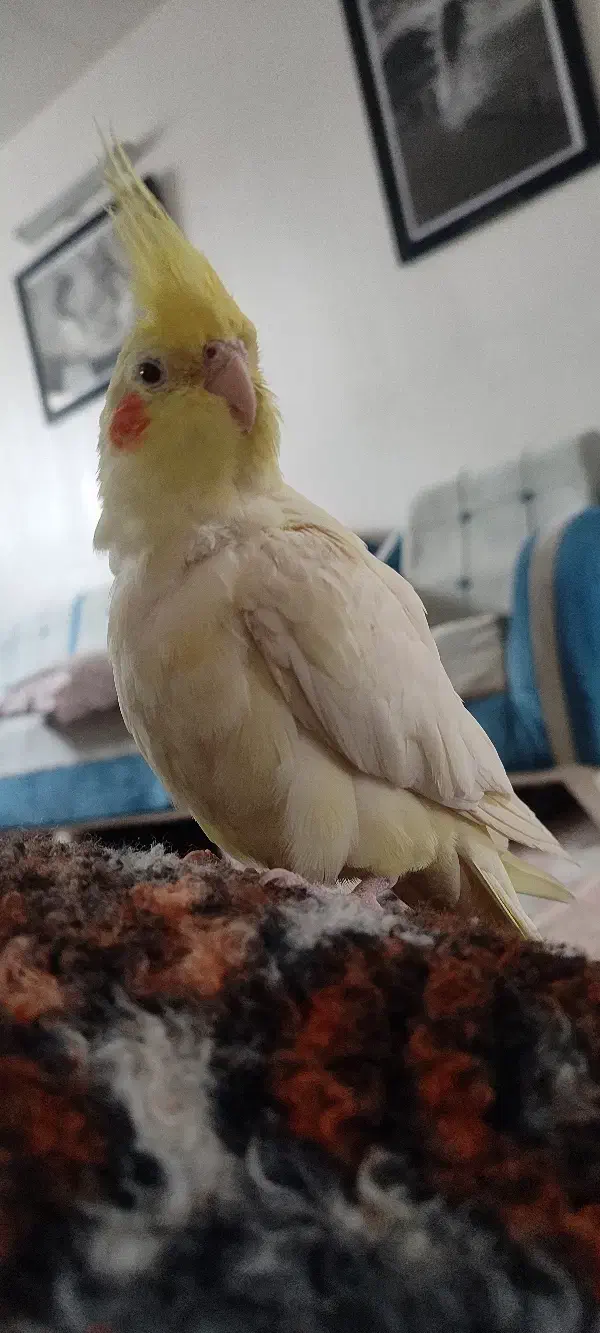 گم شده|حیوانات|نورآباد, |دیوار