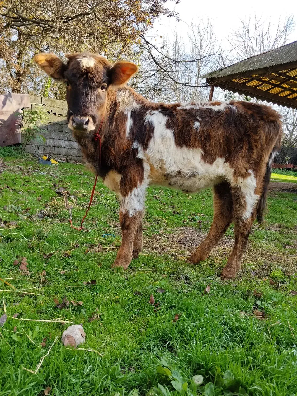 1 راس لیشه اس بدون حرف و حدیث|حیوانات مزرعه|سنگر, |دیوار