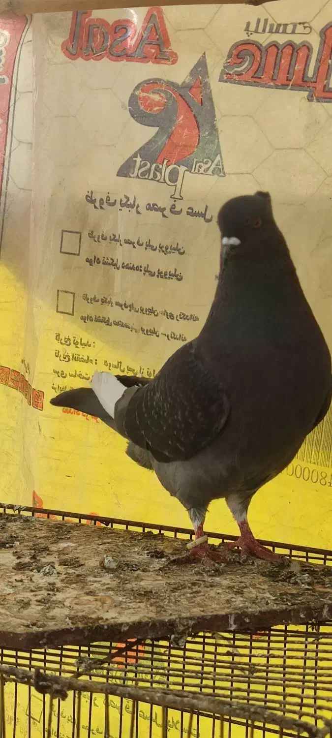 چند عدد تکپر|پرنده|آزادشهر, |دیوار