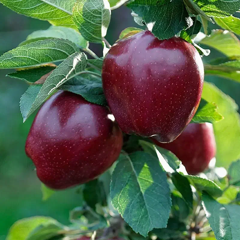 نهال های میوه و خشکبار پربارده و زودبارده|خدمات باغبانی و درختکاری|هشترود, |دیوار