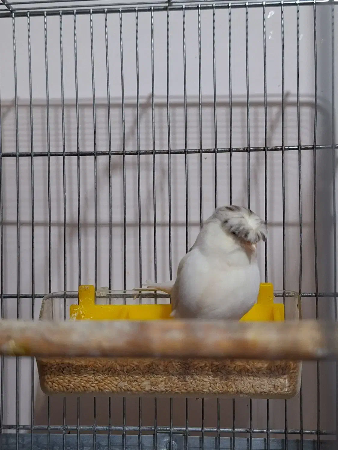 گلستر اورجینال|پرنده|اندیشه, شهرک صدف|دیوار