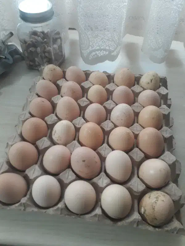 تخم مرغ|خوردنی و آشامیدنی|مشهد, امیریه|دیوار