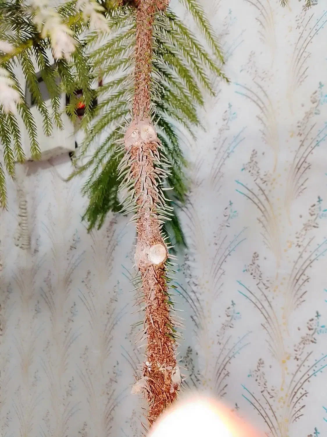 گلدان و گل مطبق|گل و گیاه طبیعی|مشهد, سپاد|دیوار