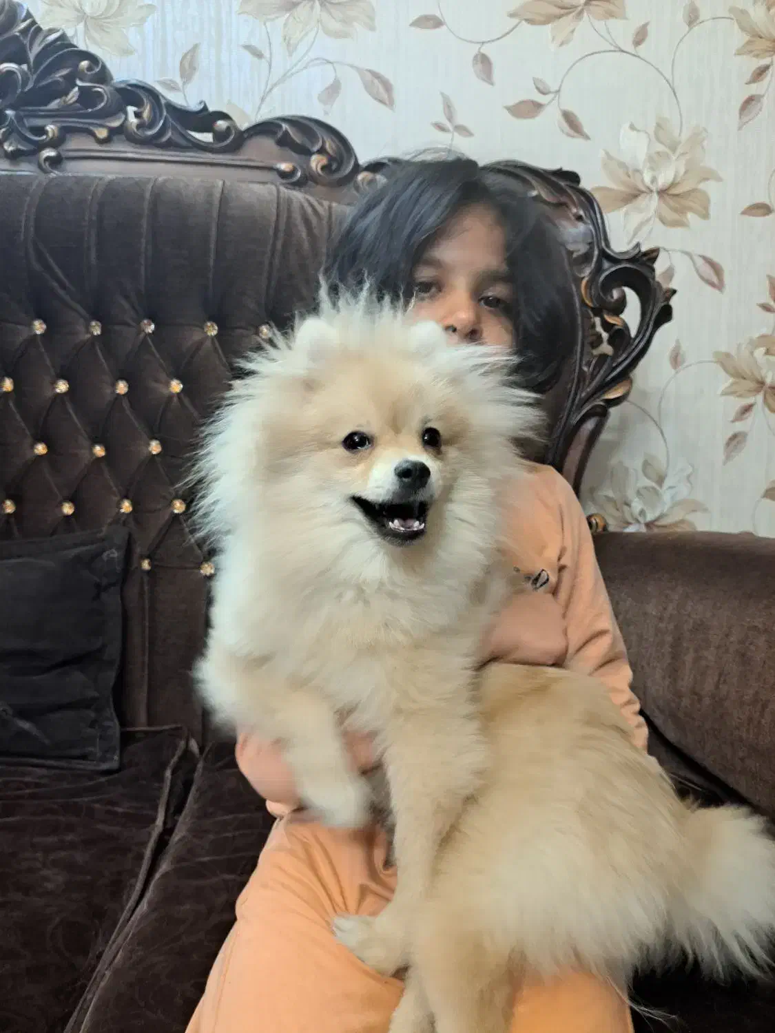 سگ پامرین عروسکی خرسی|سگ|ری, شهید غیوری (ابن باویه)|دیوار