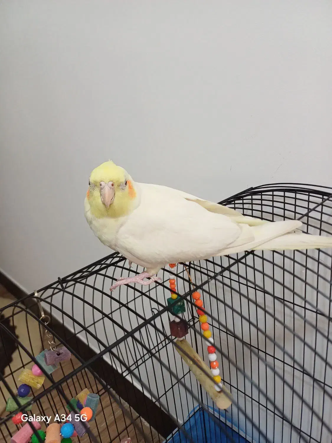 عروس هلندی|پرنده|قم, زنبیل آباد|دیوار