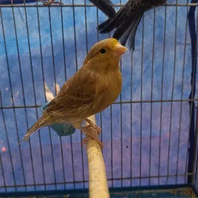 قناری های مست|پرنده|ملایر, |دیوار