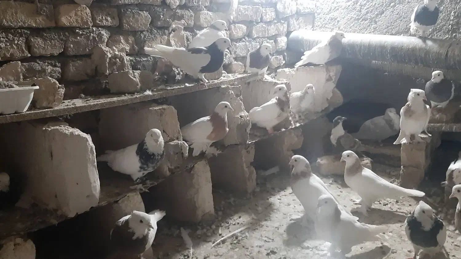 کبوتررنگه|پرنده|تربت‌حیدریه, شهرک ولیعصر|دیوار