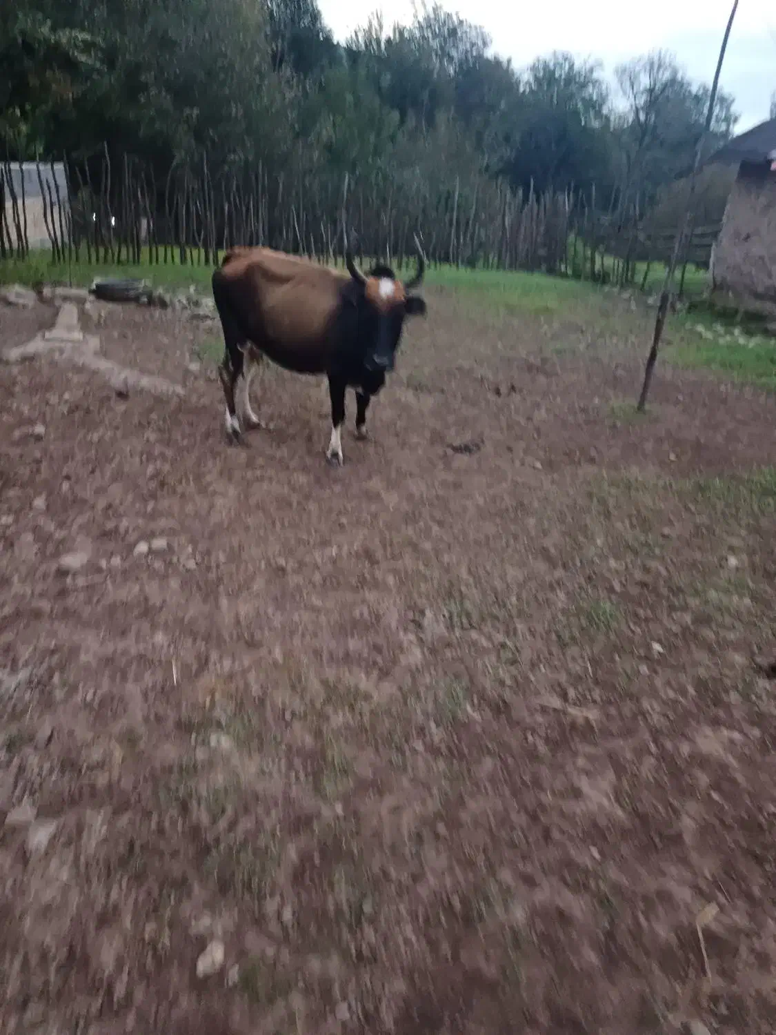 گاو شکمدار|حیوانات مزرعه|توتکابن, |دیوار