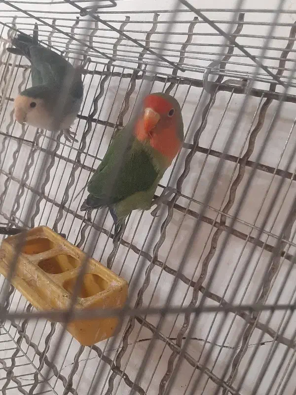 پرنده|پرنده|مشکیندشت, |دیوار