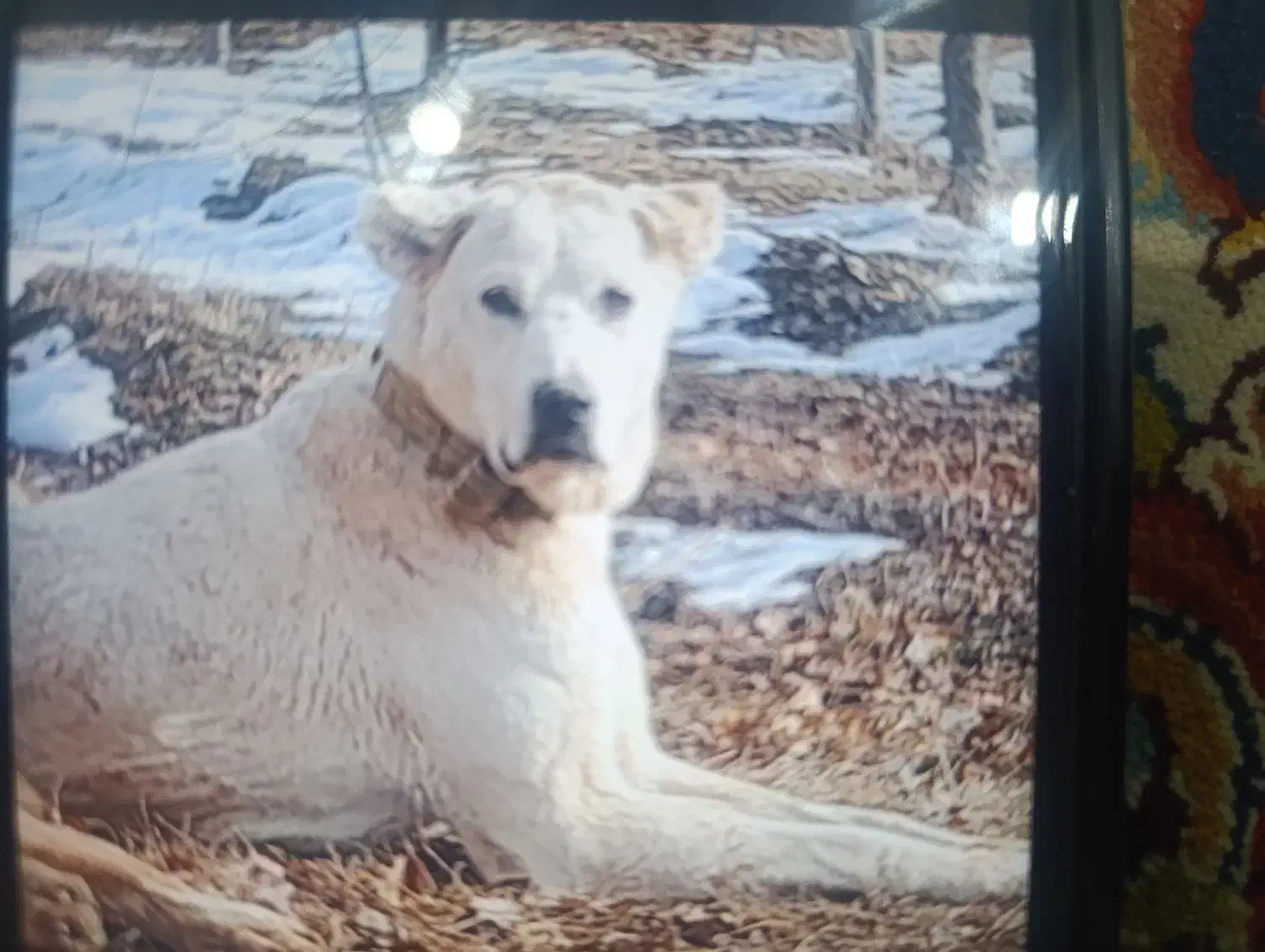 گمشده|حیوانات|مشهد, یاس|دیوار