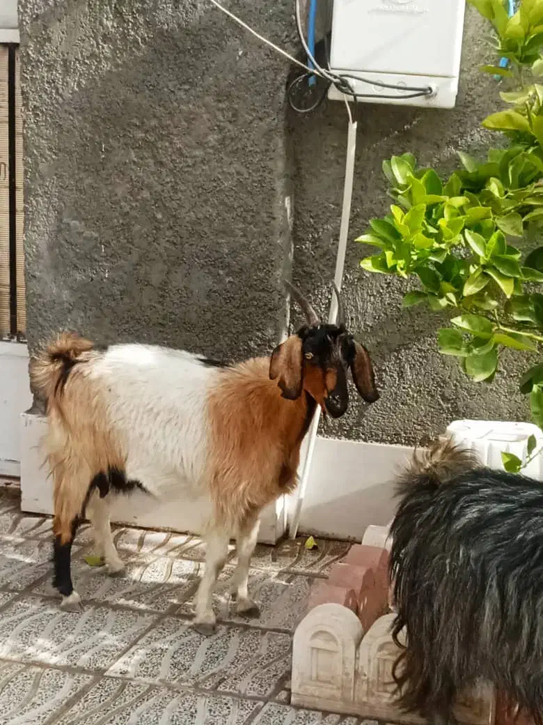 فروش گوسفند وحیوانات مزرعه|حیوانات مزرعه|مهریز, |دیوار