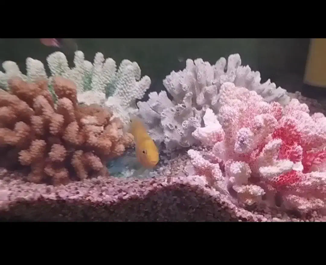 مرجان طبیعی برای اکواریوم|ماهی|آمل, |دیوار