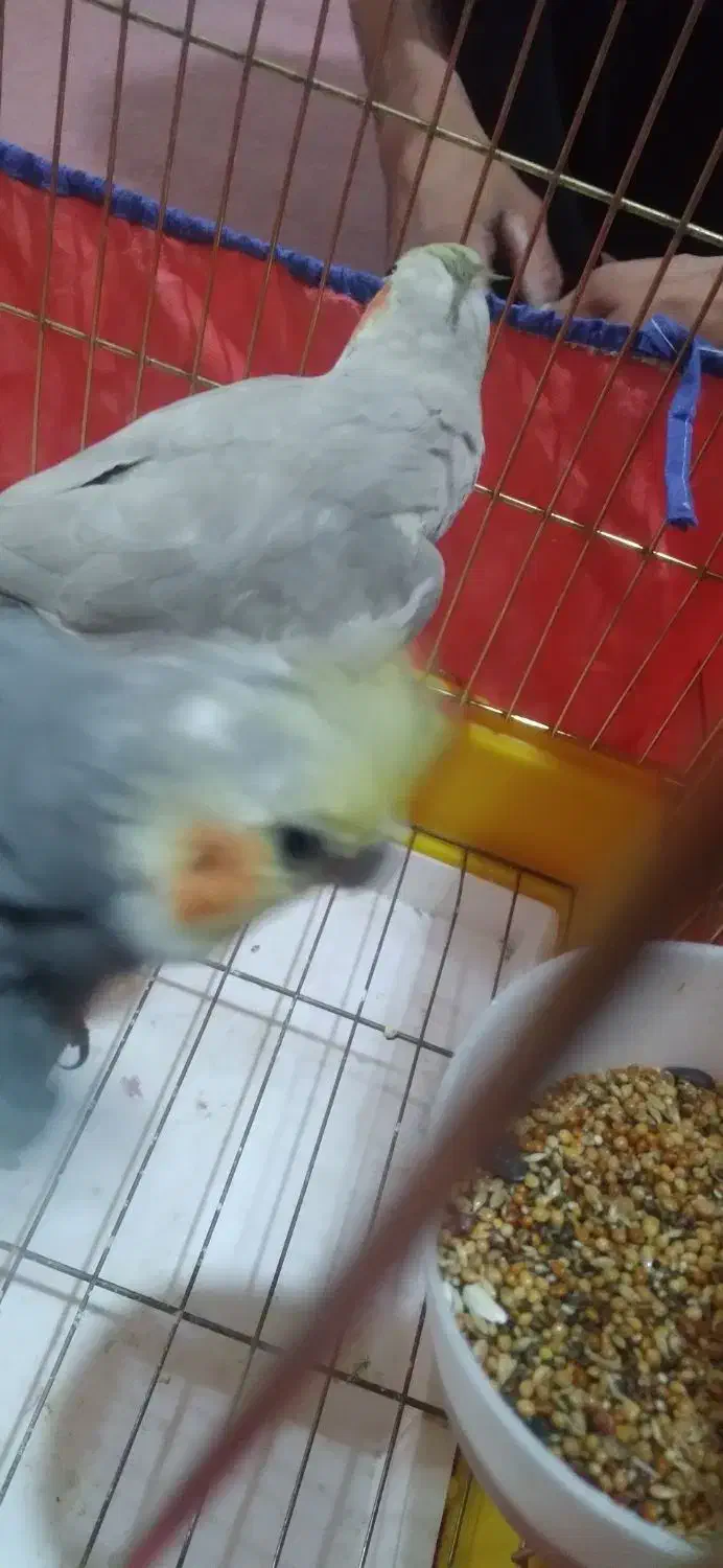 عروس هلندی|پرنده|اردبیل, |دیوار