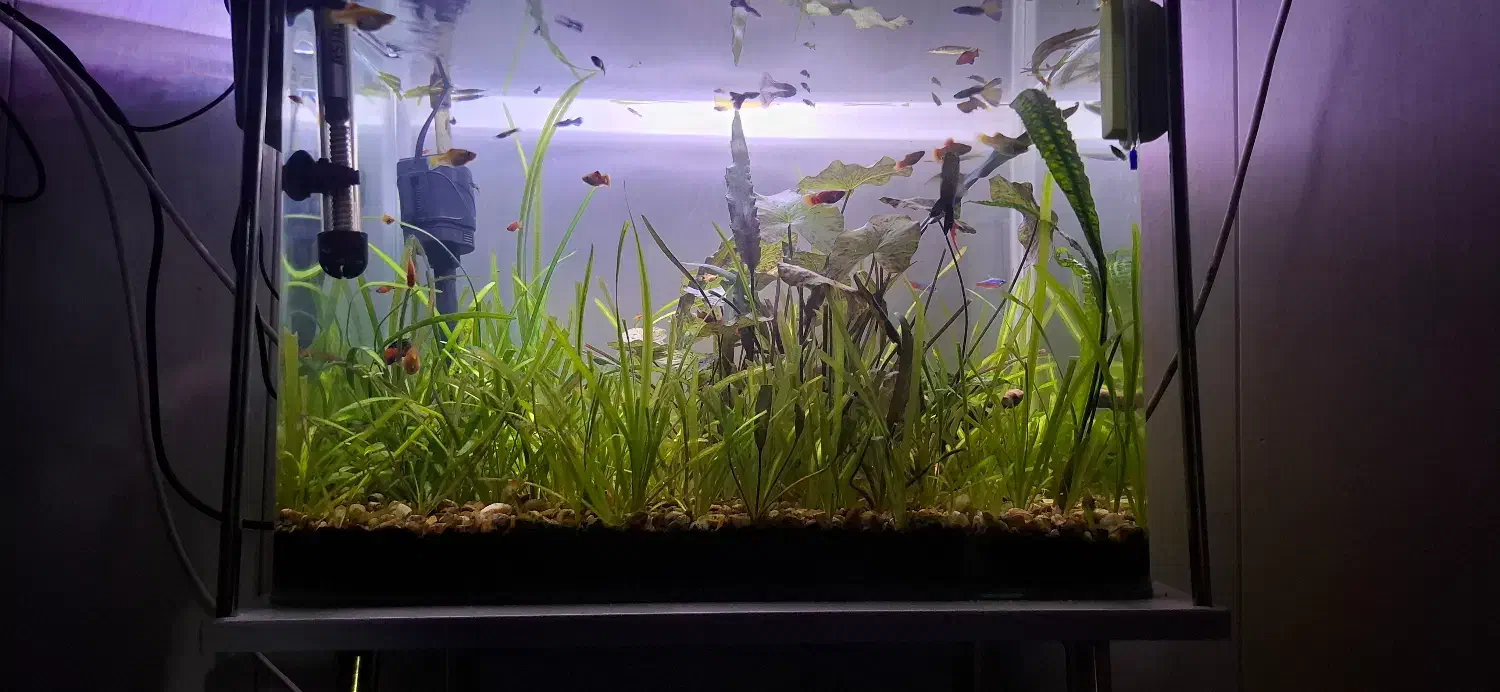 آکواریوم|ماهی|پیرانشهر, |دیوار