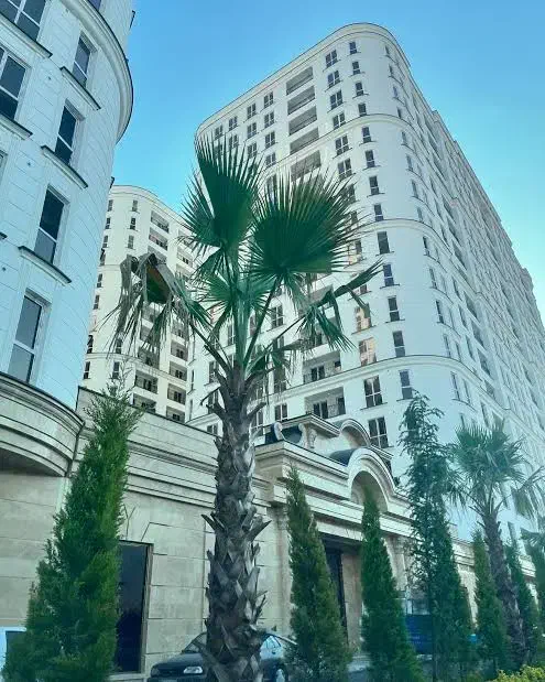 رهن کامل/رونیکا پالاس/کوهک