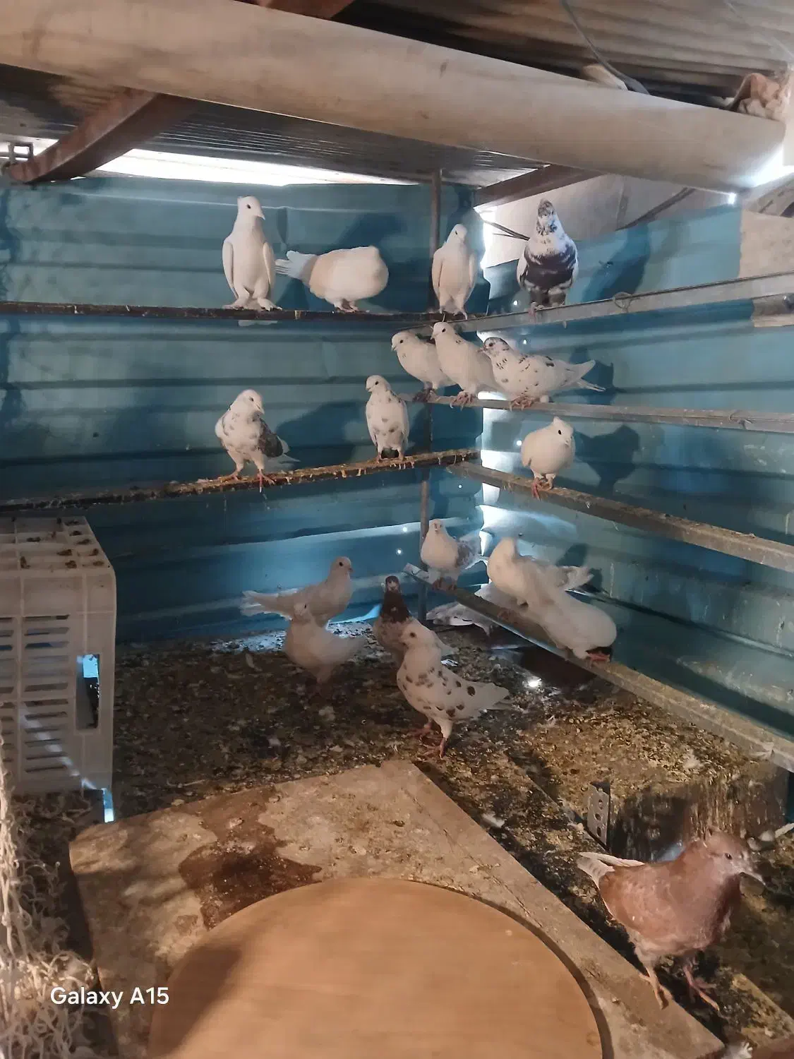 کبوتر رنگی|پرنده|صفادشت, |دیوار