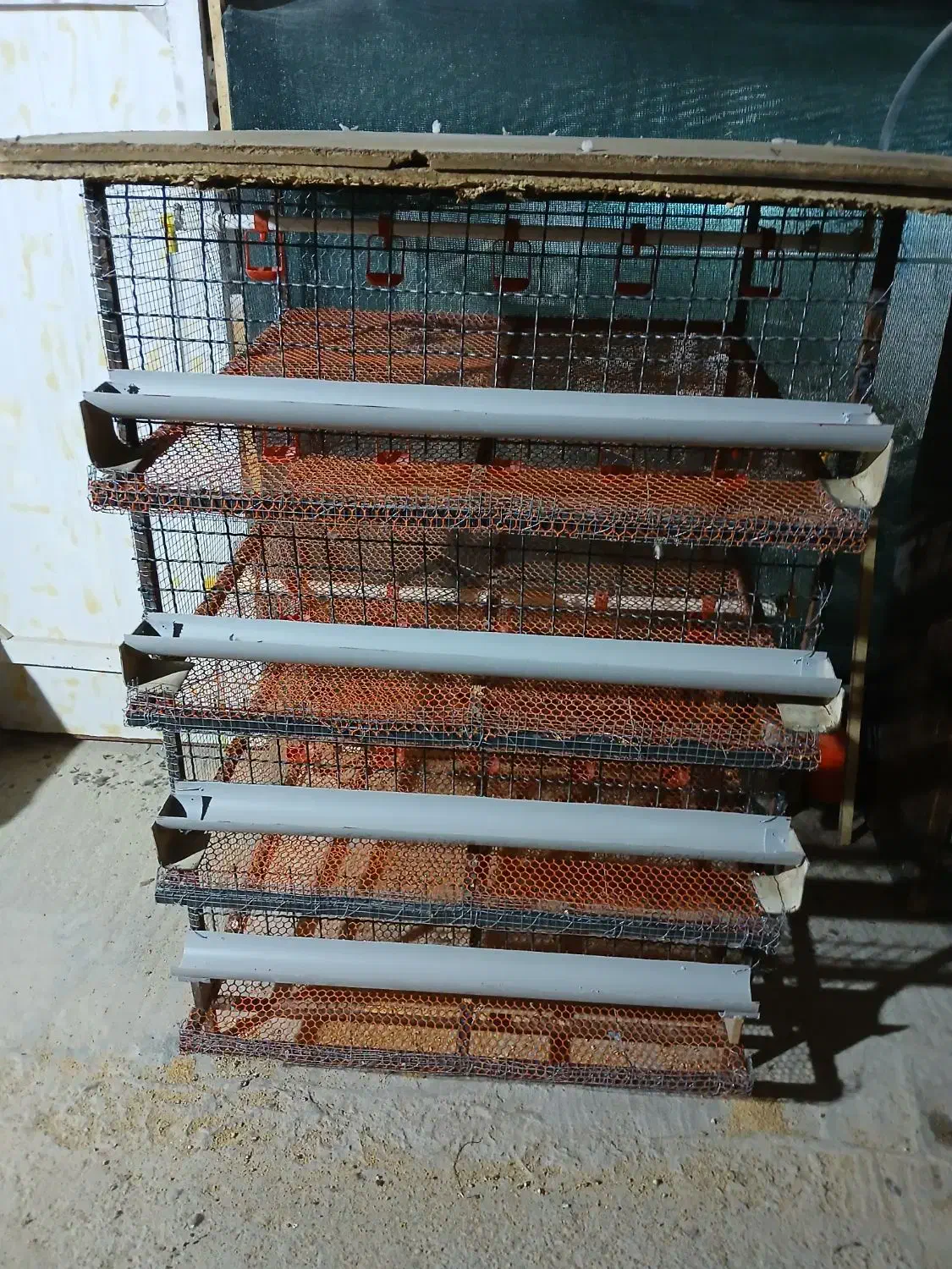 قفس بلدرچین تخم گذار|لوازم جانبی حیوانات|اصفهان, قلعه طبره|دیوار