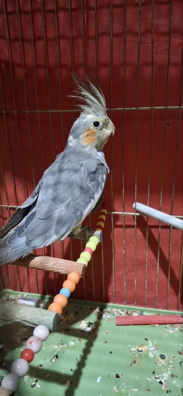 عروس هلندی|پرنده|جوکار, |دیوار