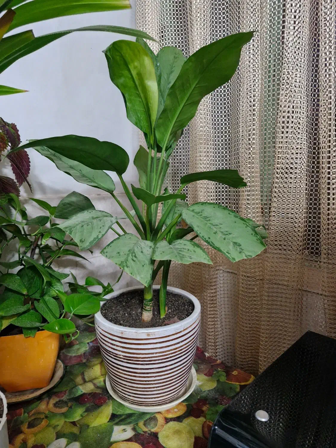 گل طبیعی|گل و گیاه طبیعی|سبزوار, امیر کبیر|دیوار