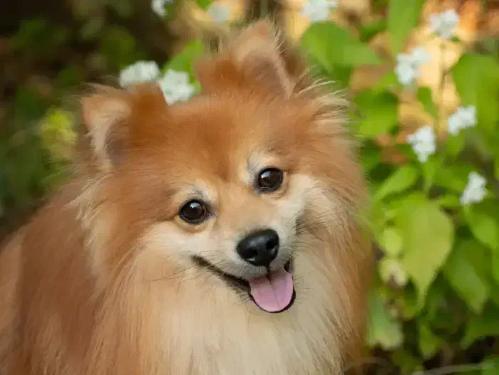 یک عددسگ خیلی باهوشو زیباوحرف گوش کن|سگ|الشتر, |دیوار