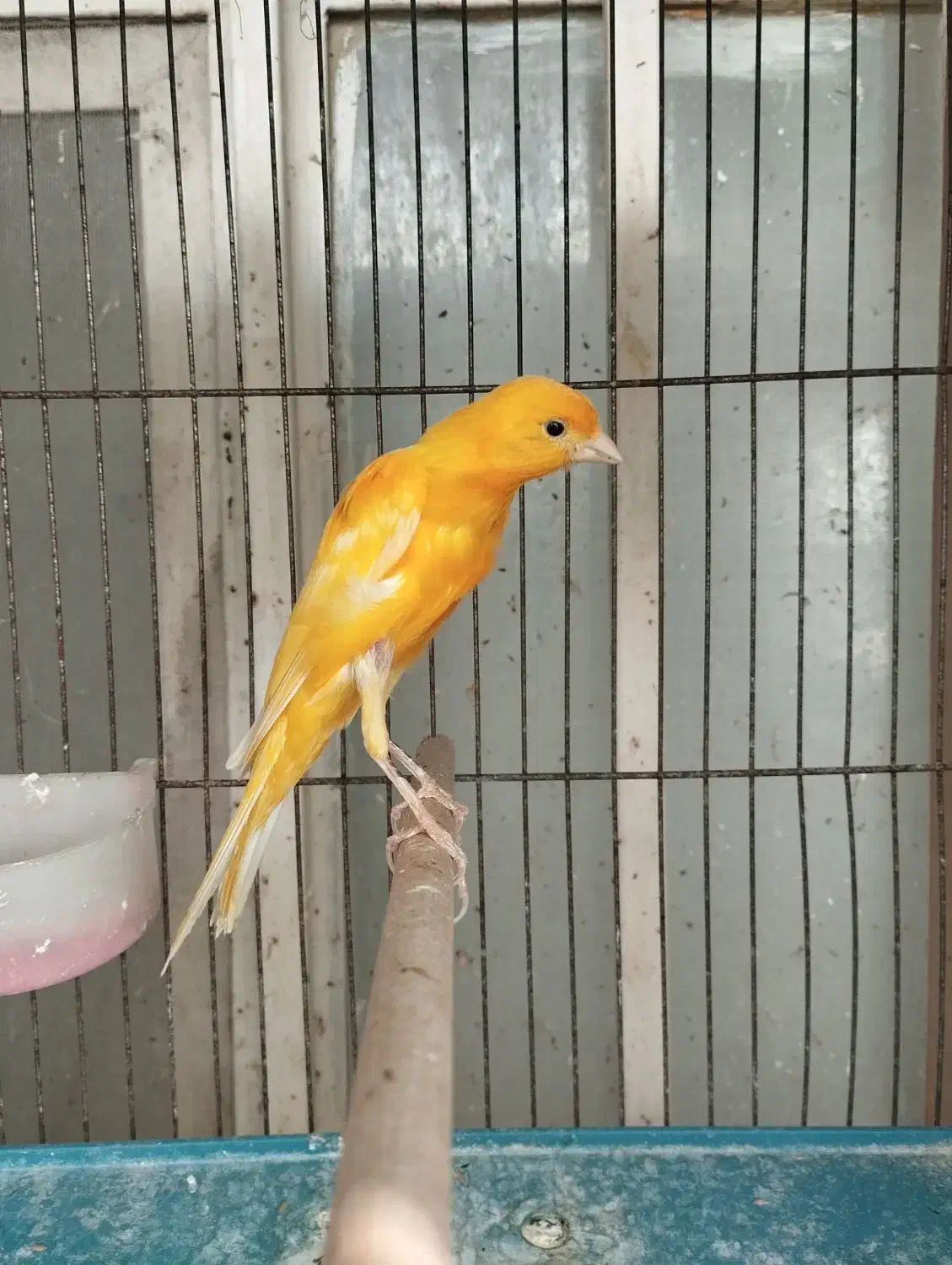 قناری|پرنده|شیراز, تندگویان|دیوار