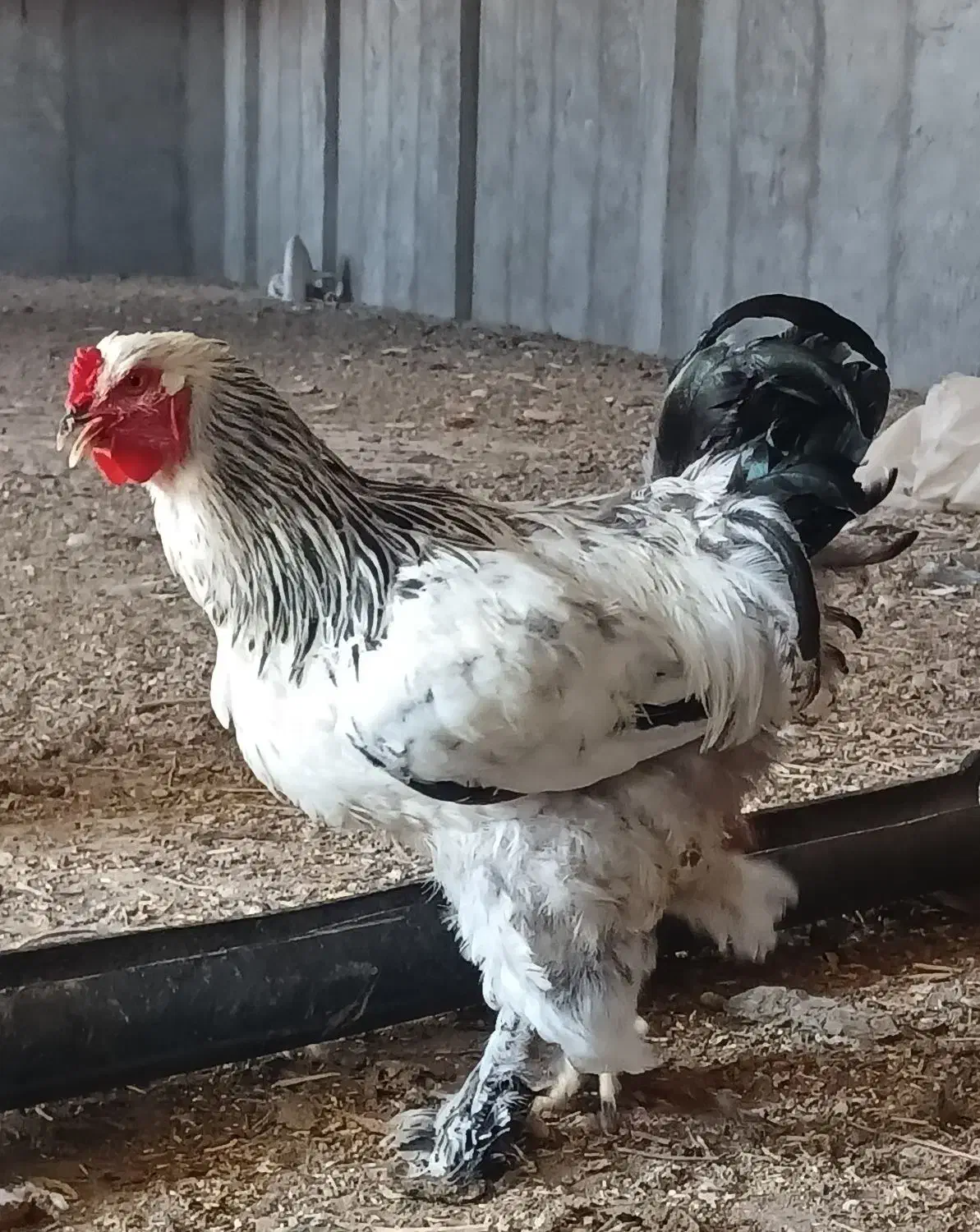 خروس برهما نژاد دار|حیوانات مزرعه|شال, |دیوار