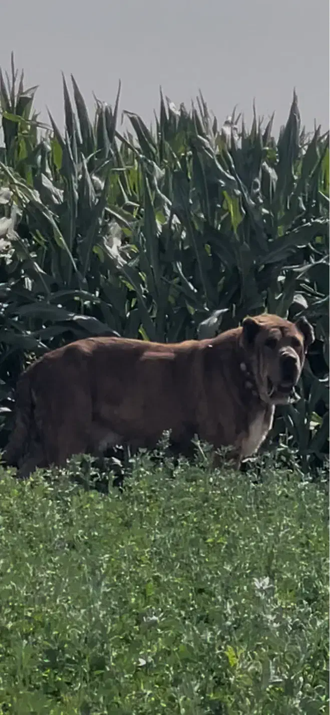 سگ خراسانی|سگ|نیشابور, ریوند|دیوار