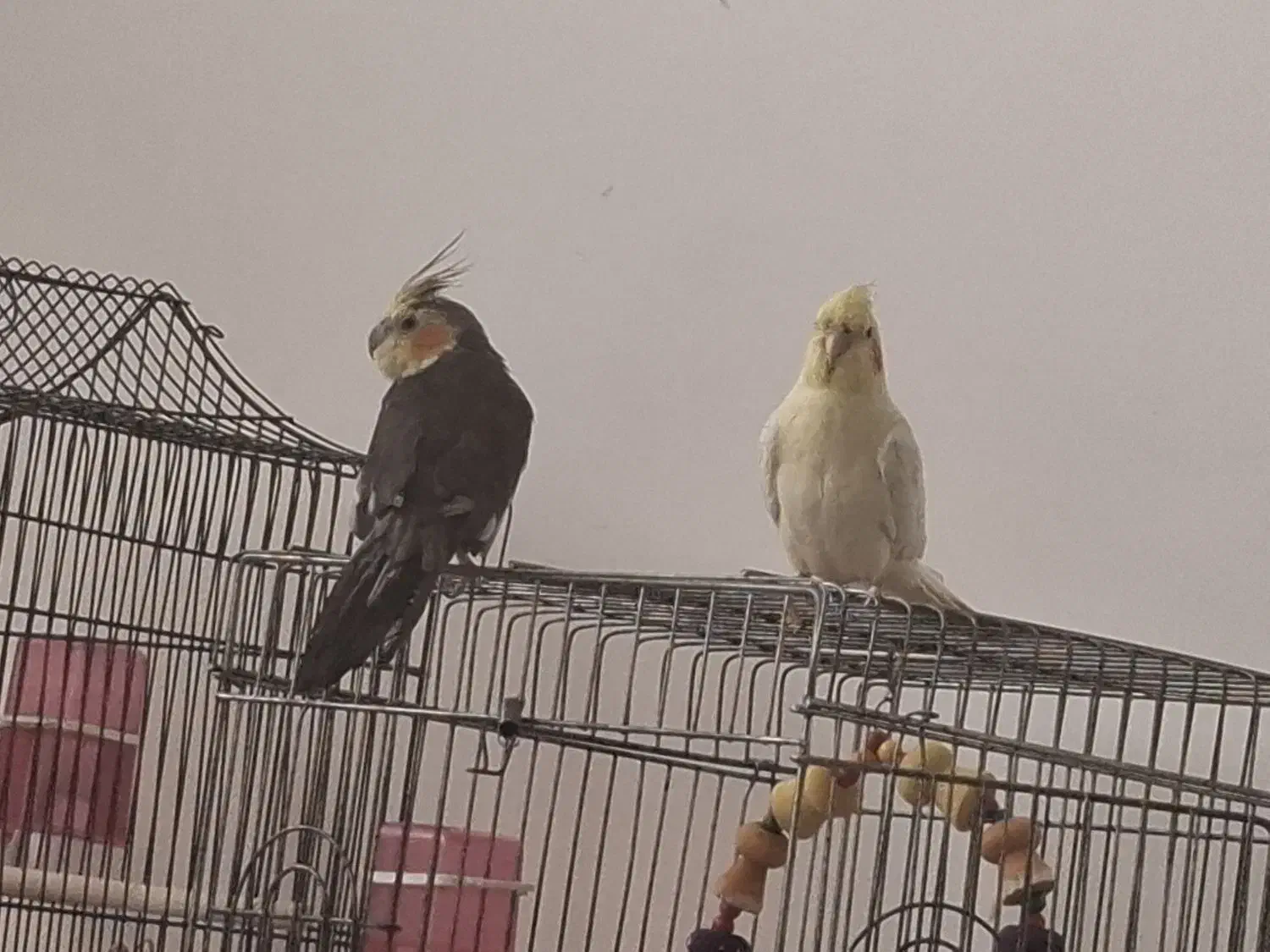 عروس هلندی|پرنده|تهران, گلستان (شهرک راه آهن)|دیوار