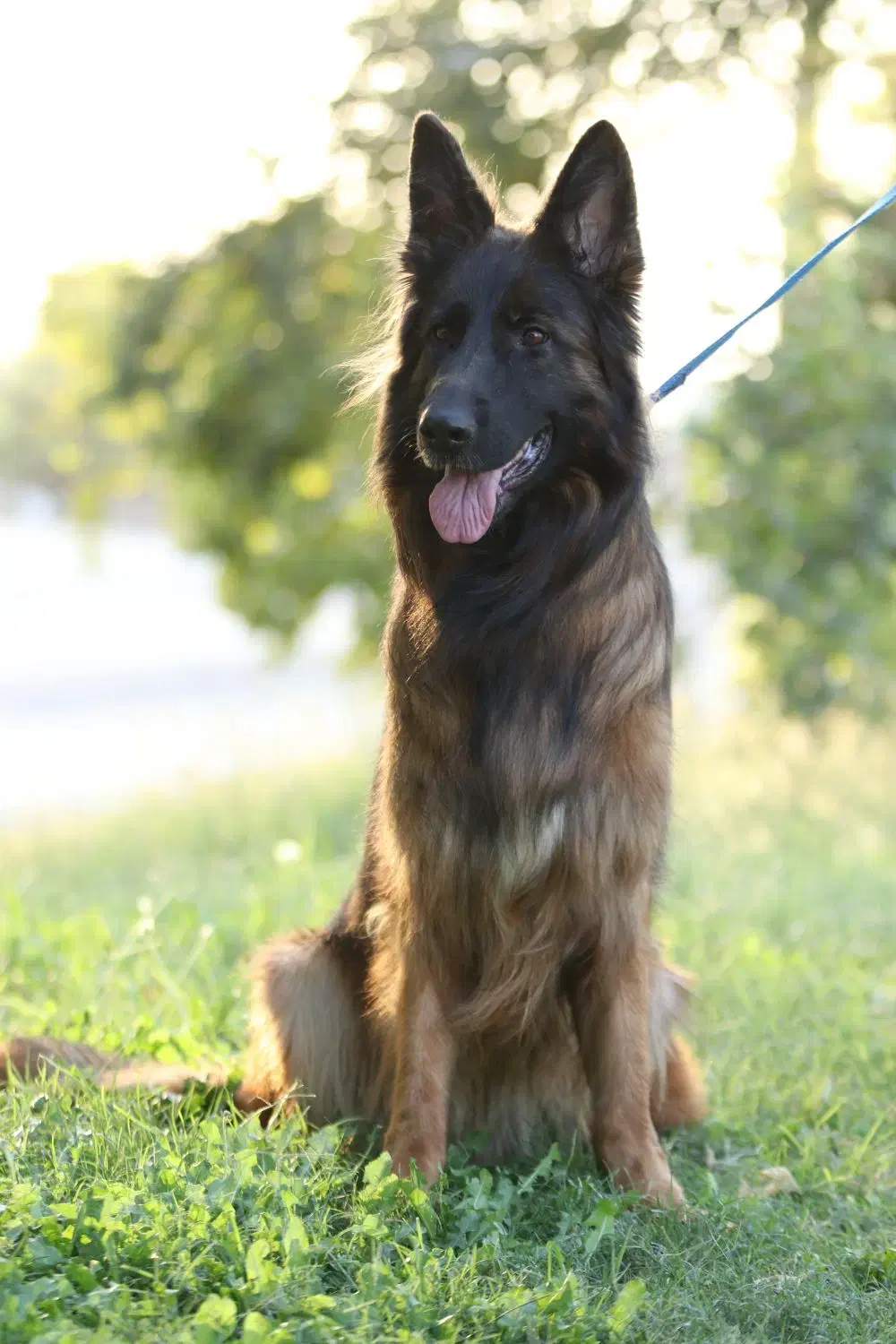 آموزش سگ های خانگی و نگهبان|خدمات پیشه و مهارت|داراب, |دیوار