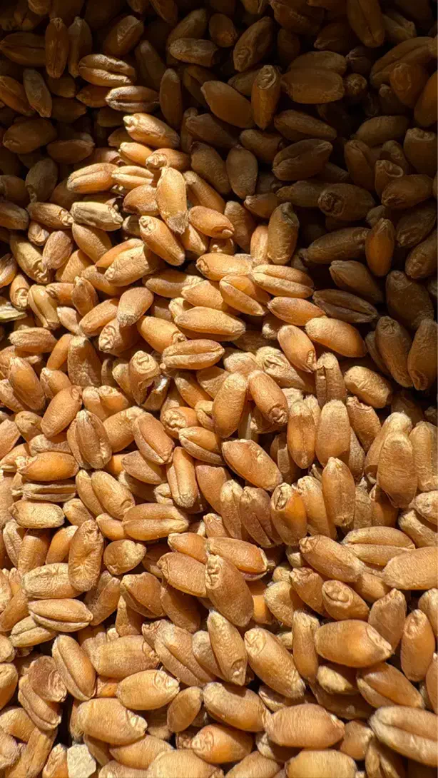 گندم بذری بوجاری شده دانه درشت بذر اراز ۳۱۰۰۰|خدمات باغبانی و درختکاری|علیآباد کتول, |دیوار