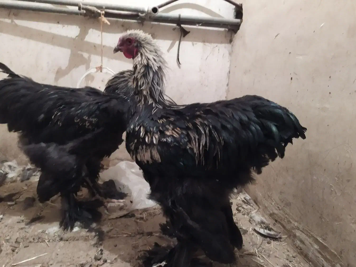 خروس برهما بلک نژاد اصل|حیوانات مزرعه|هشتگرد, خور|دیوار