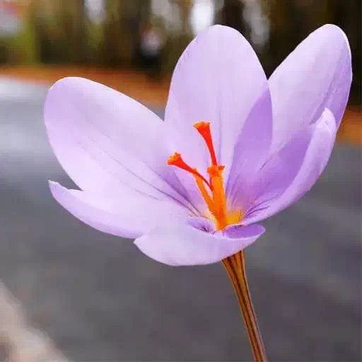 کارگر زعفران جمع کنی هستم|فعالیت داوطلبانه|تربت‌حیدریه, پائین ولایت|دیوار