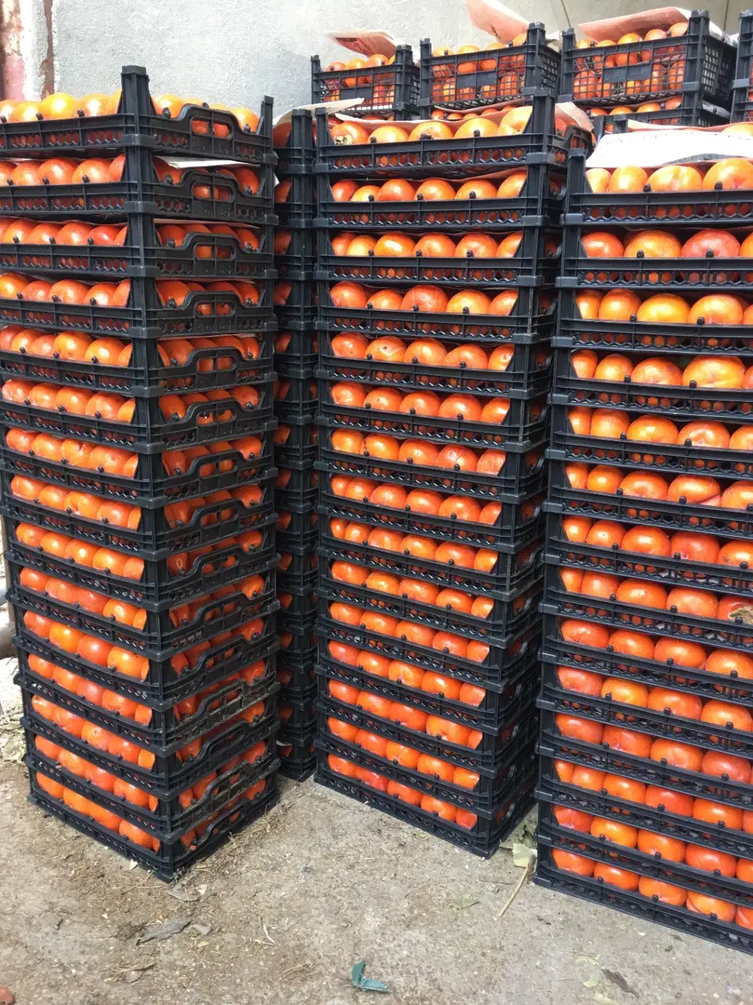 خریدار  خرمالو قیمت به روز|خدمات باغبانی و درختکاری|شیراز, قصرالدشت|دیوار