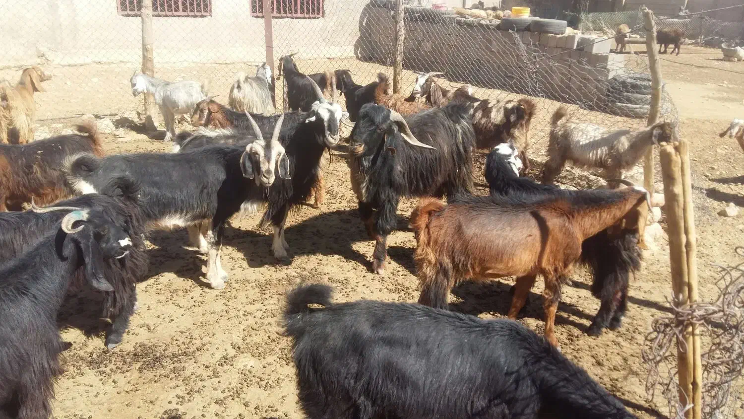 فروش بز یا معاوضه با میش|حیوانات مزرعه|شیراز, نجم آباد|دیوار