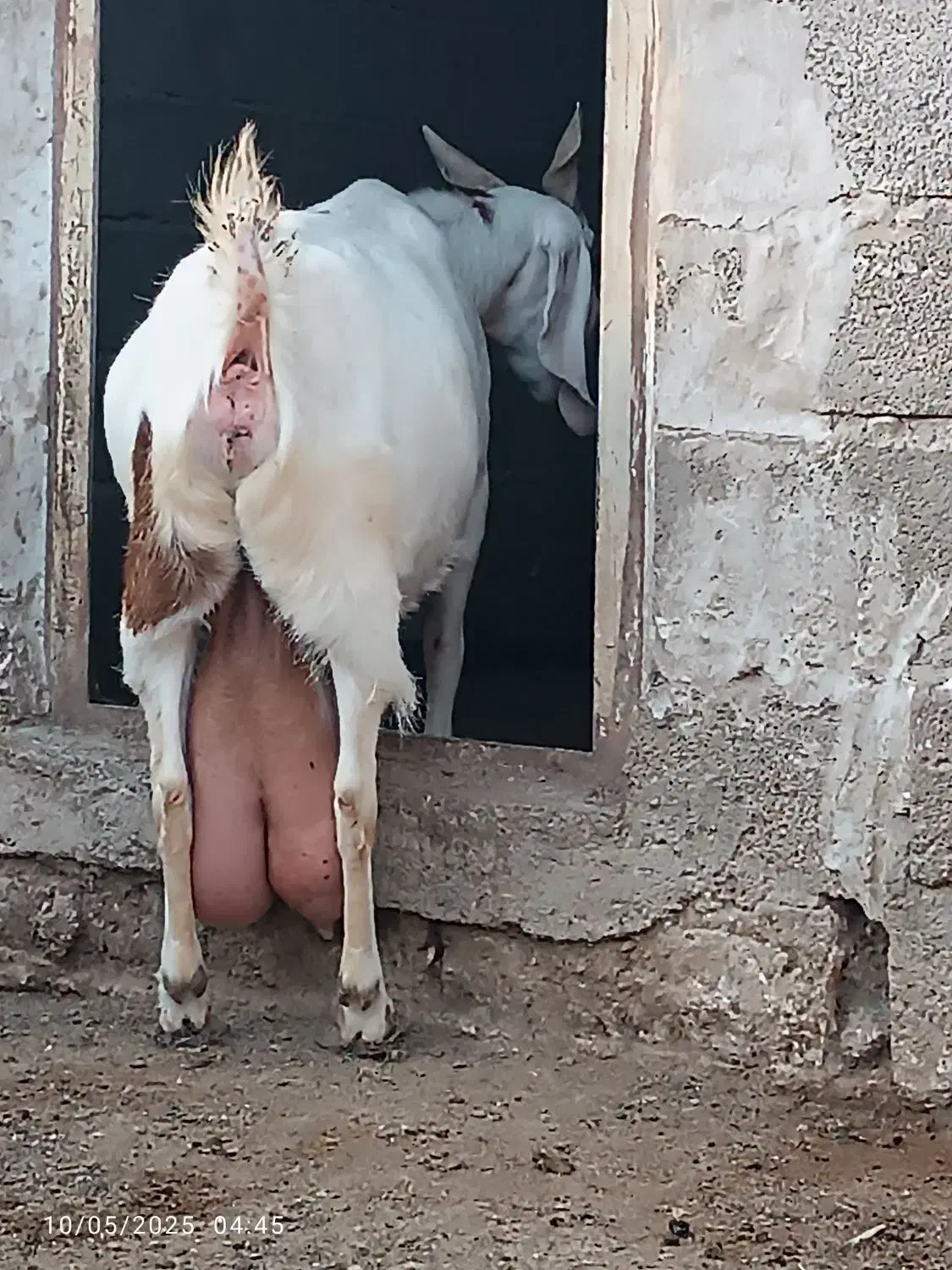 بزپاکستانی|حیوانات مزرعه|نصر آباد, |دیوار