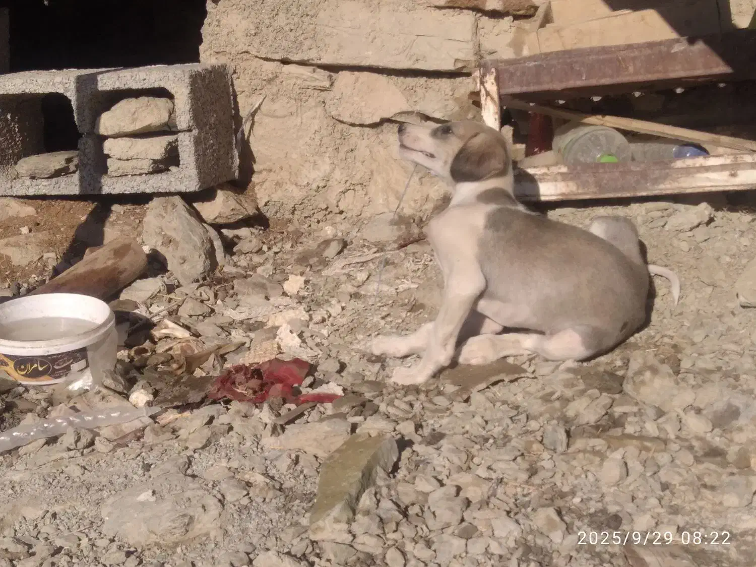 تازی|سگ|کلاترزان, |دیوار